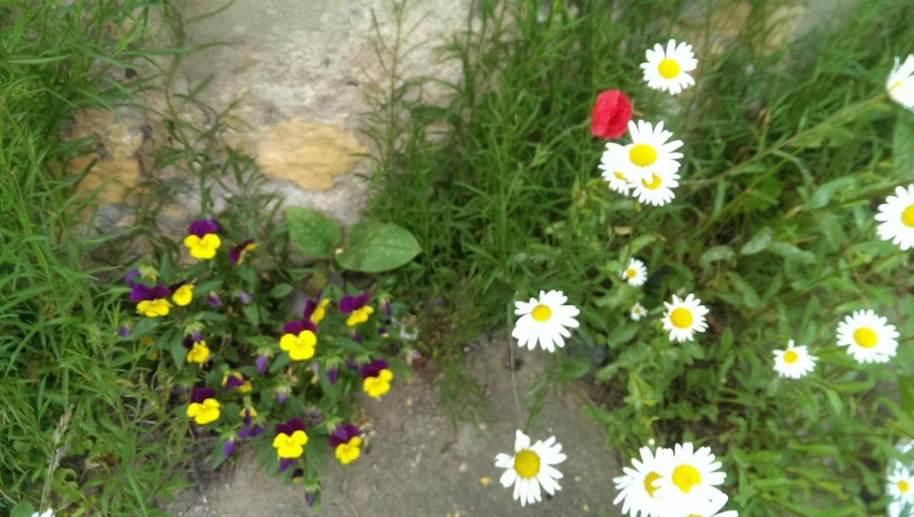 Ein Platz Fuer Ruhe Und Naturgenuss Sebnitz Kültér fotó