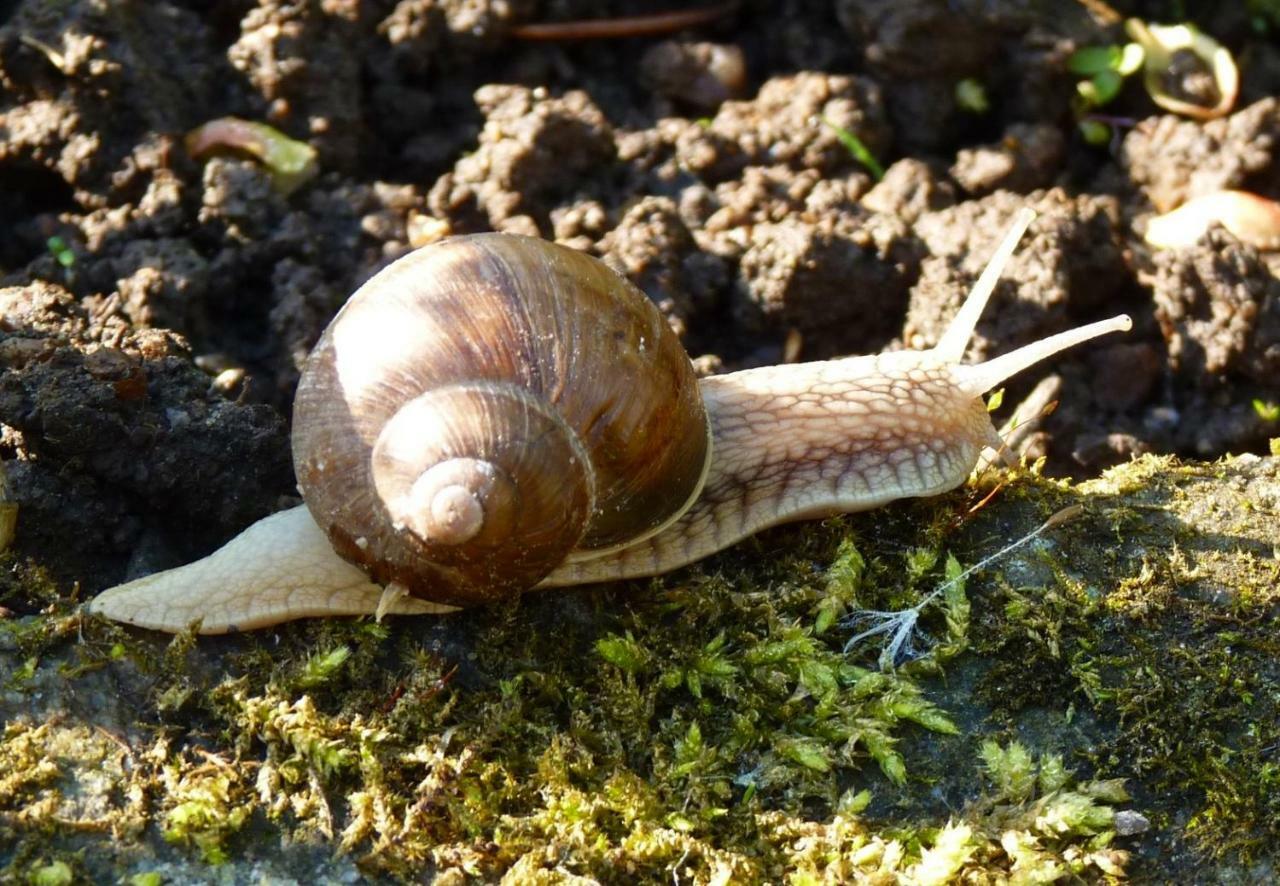 Ein Platz Fuer Ruhe Und Naturgenuss Sebnitz Kültér fotó